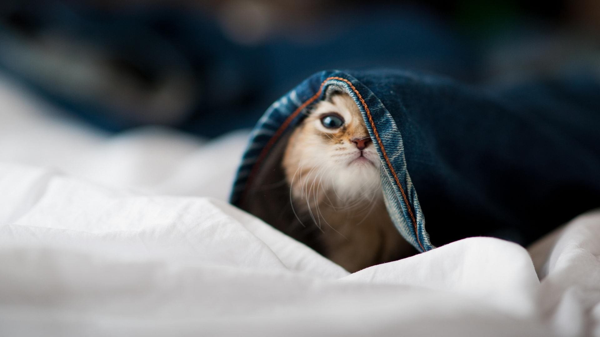 中小学篮球教练加强教学能力培训推动专业化，篮球教师培训心得