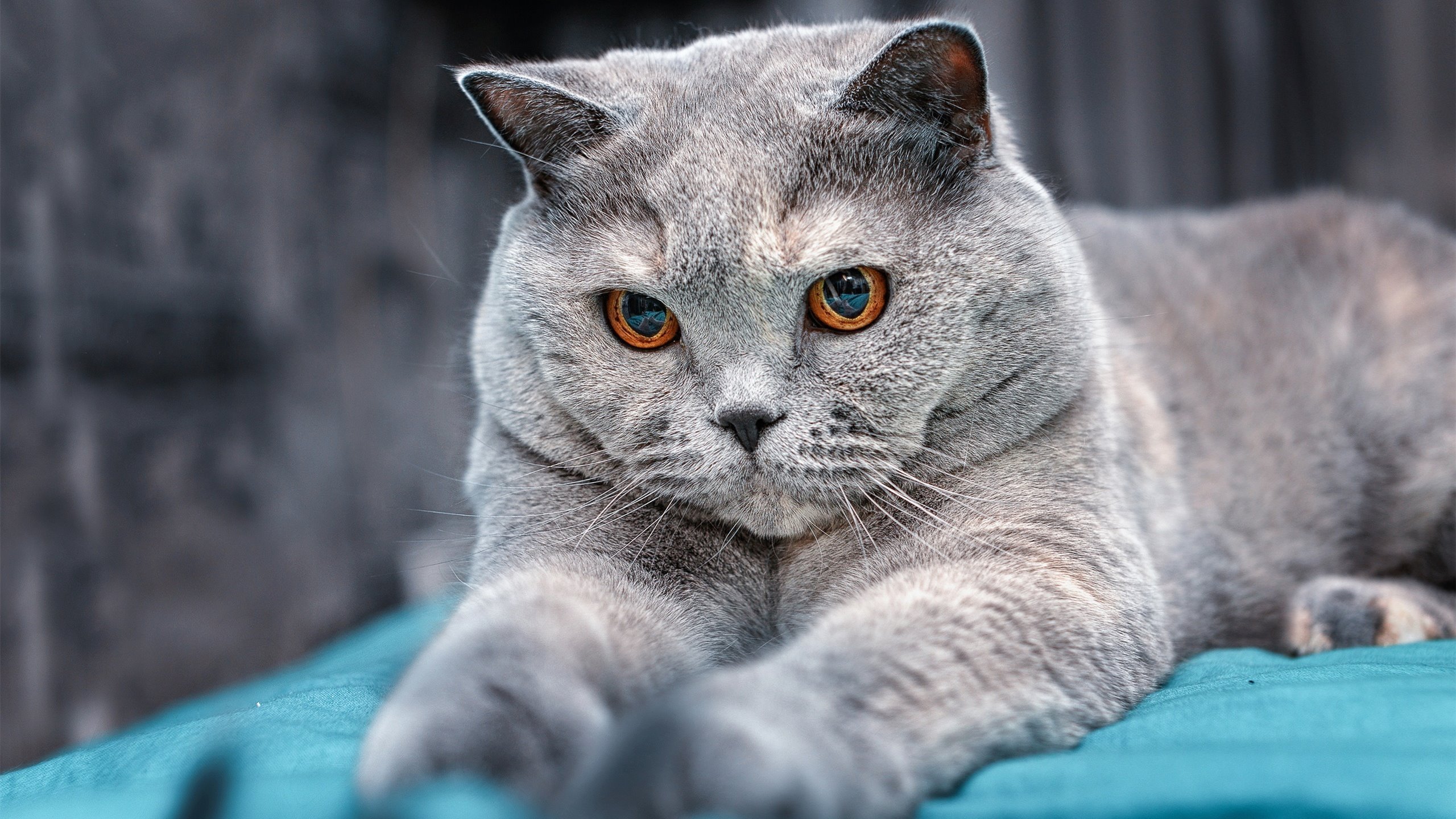 爱游戏登录入口-地方青少年联赛引入裁判评分制度鼓励公平竞争理念，全国青少年比赛项目