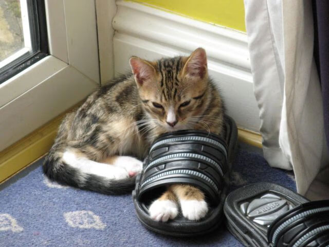 爱游戏综合娱乐-斯洛伐克女篮在欧洲锦标赛中崭露头角，迎来新机遇