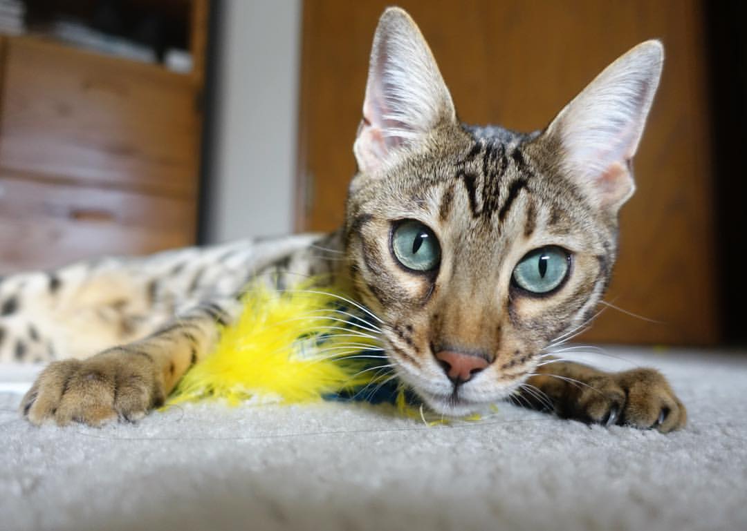 新西兰青训注重全方位发展，运动员素质全面提升，新西兰 运动