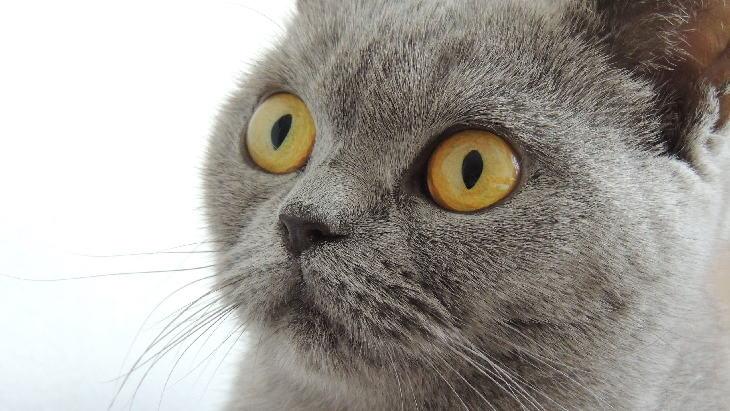 直播视角还原关键细节，直播角度怎么才显高