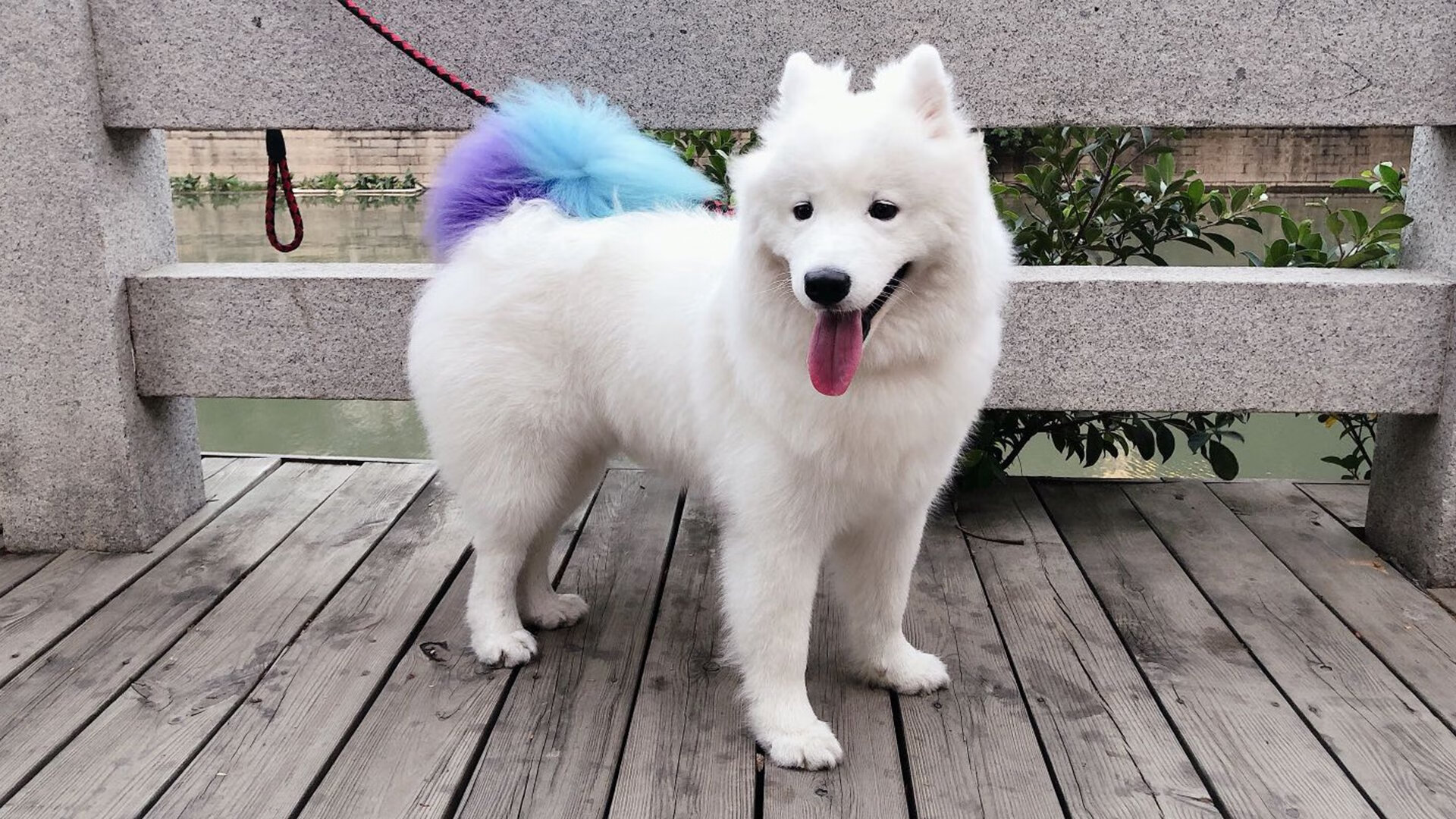 美洲杯团体合作:精彩配合让人惊叹,美洲杯柜