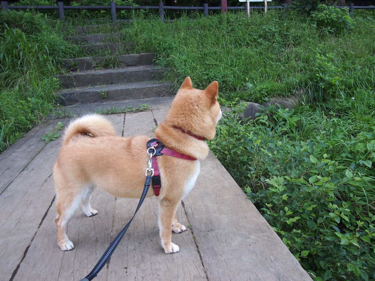 西甲闪耀全场:突破、进球、救球轮番爆发!,西甲 进球