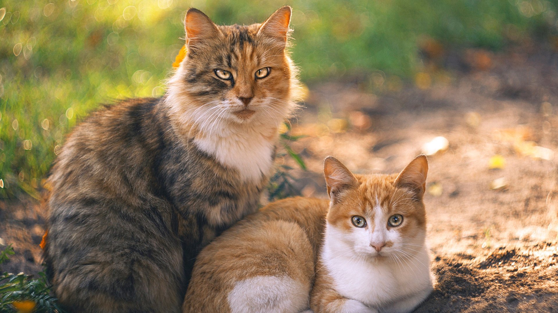 跳水环节朝鲜动作干净利落，朝鲜队跳水金牌