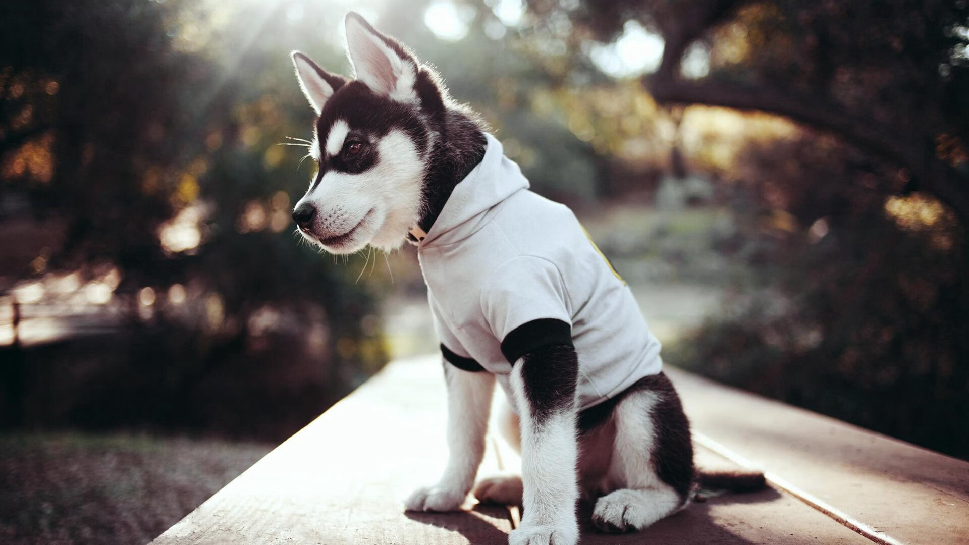 跳水环节朝鲜动作干净利落，朝鲜队跳水金牌